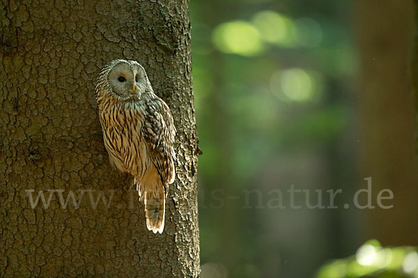 Habichtskauz (Strix uralensis)