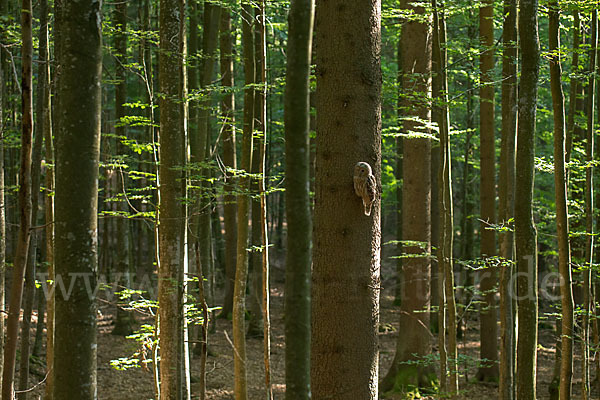 Habichtskauz (Strix uralensis)