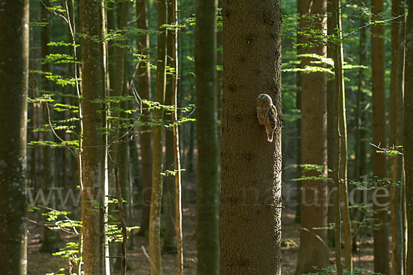 Habichtskauz (Strix uralensis)