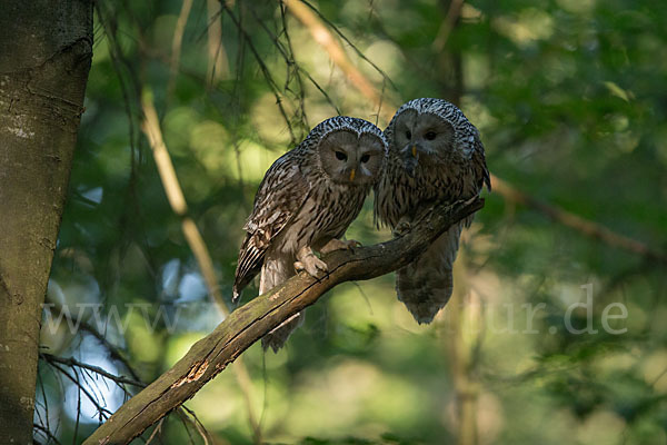 Habichtskauz (Strix uralensis)