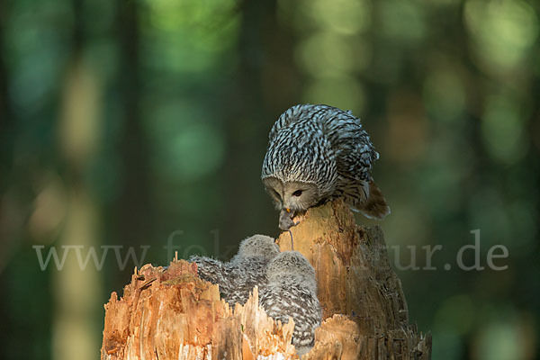 Habichtskauz (Strix uralensis)