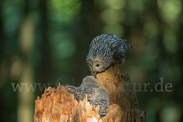 Habichtskauz (Strix uralensis)