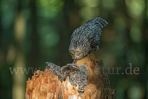 Habichtskauz (Strix uralensis)