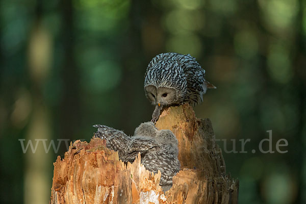 Habichtskauz (Strix uralensis)