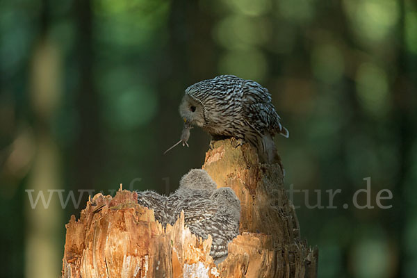 Habichtskauz (Strix uralensis)