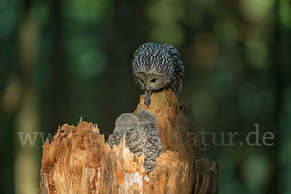 Habichtskauz (Strix uralensis)