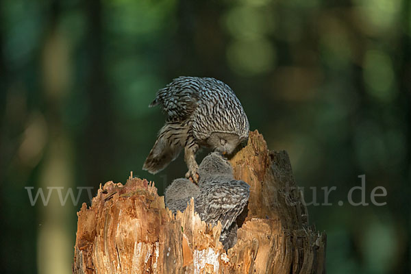 Habichtskauz (Strix uralensis)