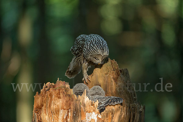 Habichtskauz (Strix uralensis)