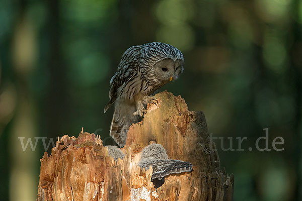 Habichtskauz (Strix uralensis)