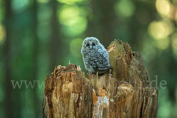 Habichtskauz (Strix uralensis)