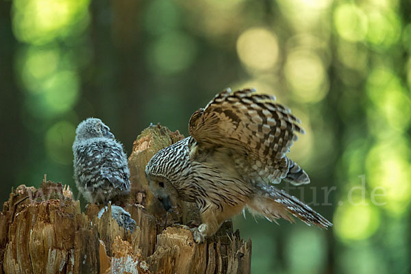 Habichtskauz (Strix uralensis)