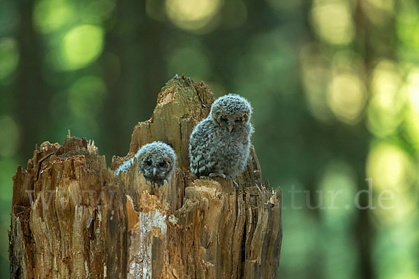 Habichtskauz (Strix uralensis)