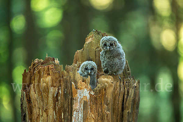 Habichtskauz (Strix uralensis)