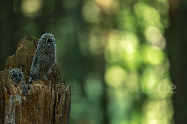 Habichtskauz (Strix uralensis)