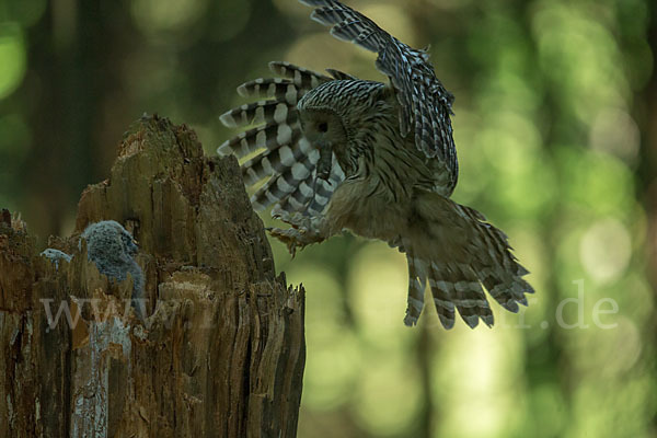 Habichtskauz (Strix uralensis)