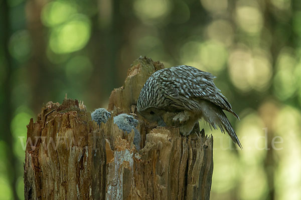 Habichtskauz (Strix uralensis)