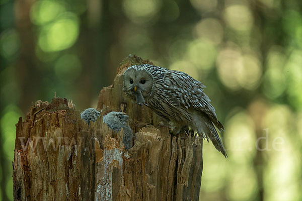 Habichtskauz (Strix uralensis)