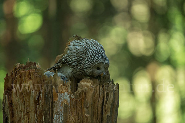 Habichtskauz (Strix uralensis)