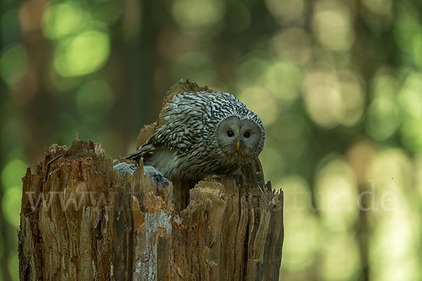 Habichtskauz (Strix uralensis)