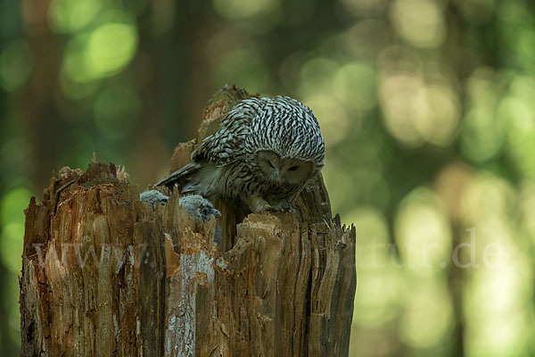 Habichtskauz (Strix uralensis)