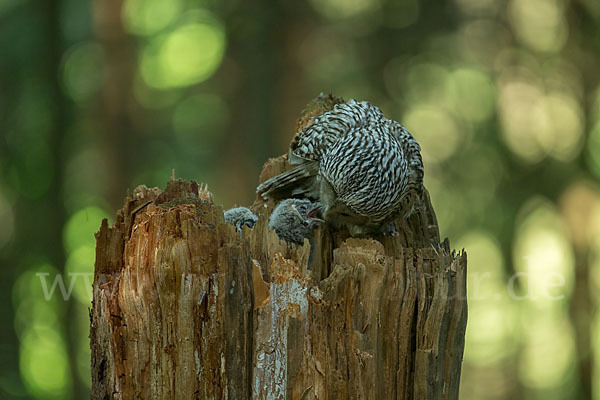 Habichtskauz (Strix uralensis)