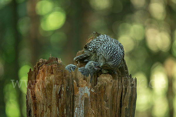 Habichtskauz (Strix uralensis)