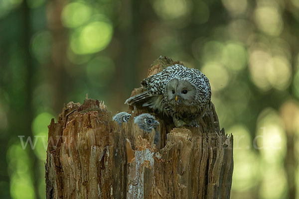 Habichtskauz (Strix uralensis)