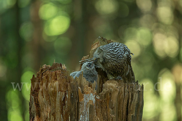 Habichtskauz (Strix uralensis)