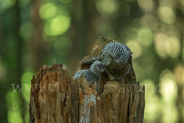 Habichtskauz (Strix uralensis)