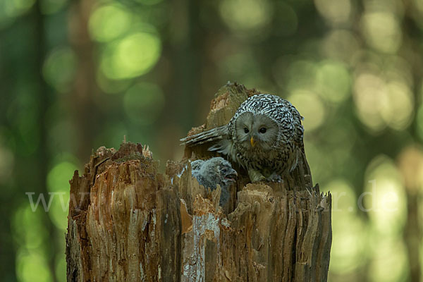 Habichtskauz (Strix uralensis)