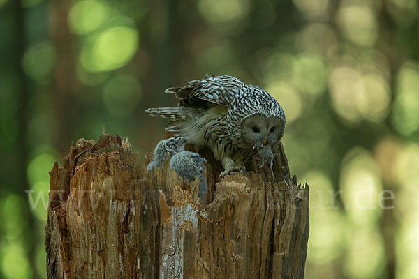 Habichtskauz (Strix uralensis)