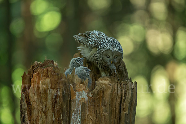 Habichtskauz (Strix uralensis)