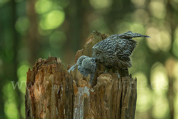 Habichtskauz (Strix uralensis)