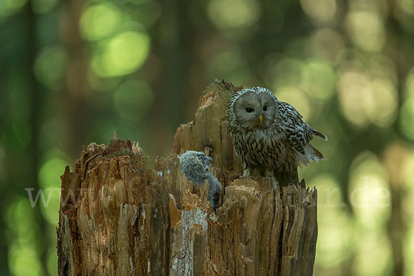 Habichtskauz (Strix uralensis)