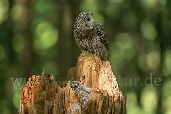 Habichtskauz (Strix uralensis)