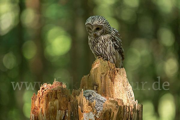 Habichtskauz (Strix uralensis)