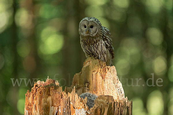 Habichtskauz (Strix uralensis)