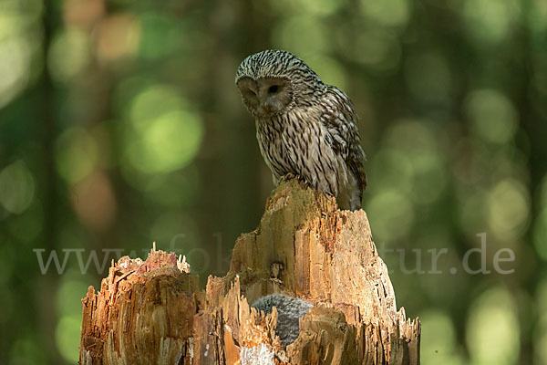 Habichtskauz (Strix uralensis)