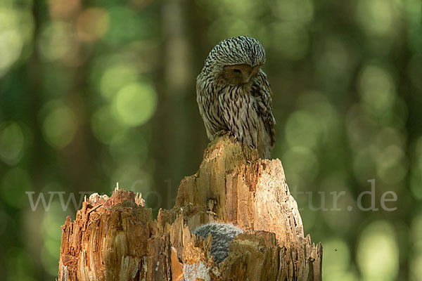 Habichtskauz (Strix uralensis)