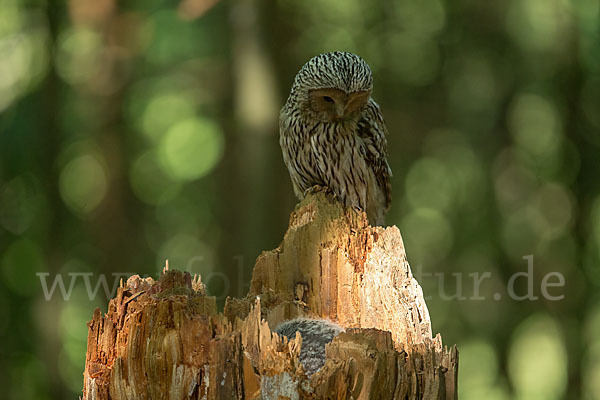 Habichtskauz (Strix uralensis)