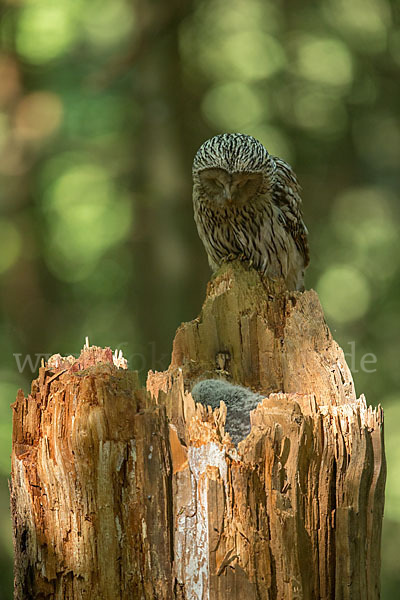 Habichtskauz (Strix uralensis)