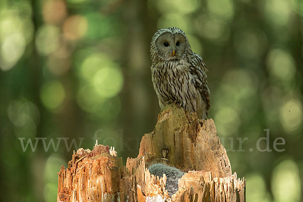 Habichtskauz (Strix uralensis)