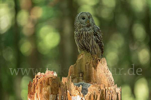 Habichtskauz (Strix uralensis)