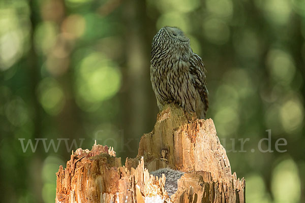 Habichtskauz (Strix uralensis)