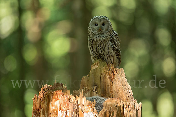 Habichtskauz (Strix uralensis)