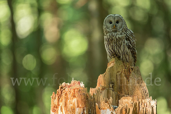 Habichtskauz (Strix uralensis)