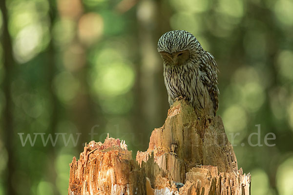 Habichtskauz (Strix uralensis)