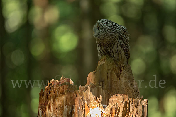 Habichtskauz (Strix uralensis)