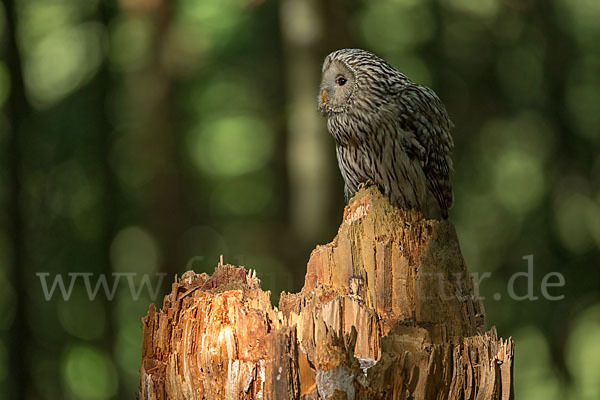 Habichtskauz (Strix uralensis)