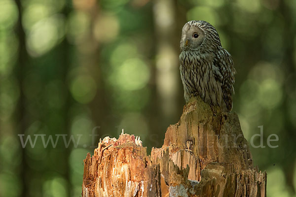 Habichtskauz (Strix uralensis)